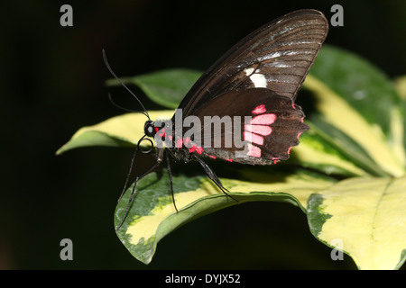 Arcas Cattleheart Butterfly (Parides eurimedes, Parides arcas) a.k.a. Mylotes, veri o rosa-controllato Cattleheart su una foglia Foto Stock