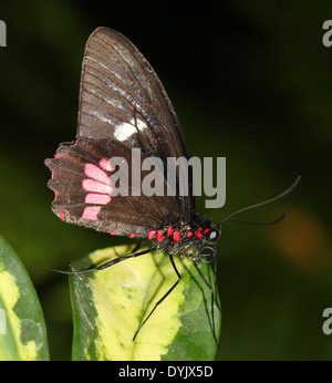 Arcas Cattleheart Butterfly (Parides eurimedes, Parides arcas) a.k.a. Mylotes, veri o rosa-controllato Cattleheart Foto Stock