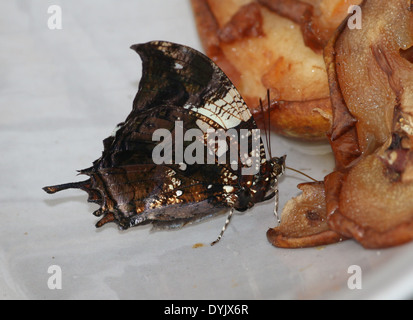 Argento-costellata Leafwing Butterfly (Hypna Clitennestra) a.k.a. Jazzy Leafwing, in marmo Leafwing, alimentazione di frutta Foto Stock