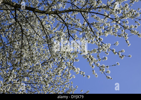 Blühender Baum im Frühling, Kirschblüten Foto Stock