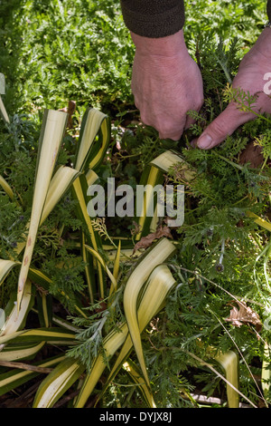 Rimozione della crescita inarrestabile di ANTHEMIS PUNCTATA SUBSP. CUPANIANA (siciliana CHAMAMILE) da YUCCA FLACCIDA 'GOLDEN SWORD' Foto Stock