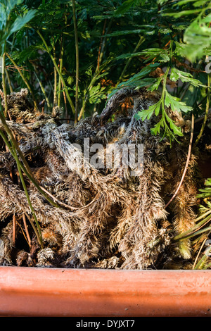 Felce Davallia Foto Stock