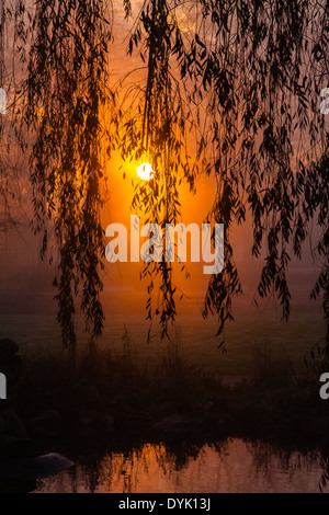 Mattina presto all'alba nella nebbia Foto Stock