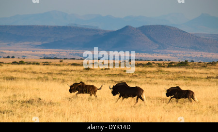 Nero gnu in esecuzione nel loro habitat naturale in mountain zebra national park in Sud Africa Foto Stock
