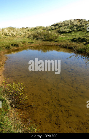 Stagno su riserva naturale Southport dove rari natterjack rospi razza Foto Stock