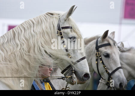 Thame, Oxon, Regno Unito. Xx Apr, 2013. Cavalieri del cavaliere stunt team di visualizzazione eseguire giostre e acrobazie a Thame Country Fair Foto Stock