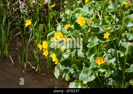 Marsh Marigold Caltha palustris in fiore Foto Stock