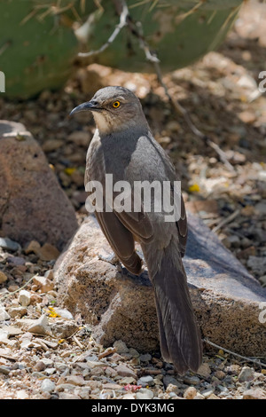 La curva-fatturati Thrasher (Toxostoma curvirostre), Arizona Foto Stock