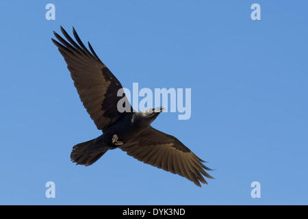 Del Chihuahuan Corvo Imperiale (Corvus cryptoleucus) Foto Stock