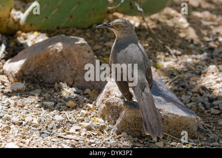 La curva-fatturati Thrasher (Toxostoma curvirostre), Arizona Foto Stock