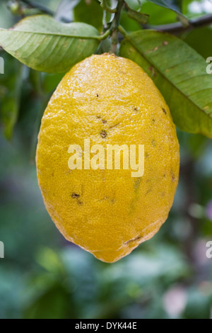 Mature Citrus medica che cresce in un ambiente protetto. Foto Stock