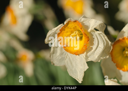 Morti e morenti narcisi narcisi flowerheads con increspature fino a tazza corella appassimento al sole in primavera Foto Stock