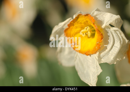 Morti e morenti narcisi narcisi flowerheads con increspature fino a tazza corella appassimento al sole in primavera Foto Stock