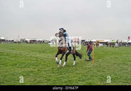 Thame, Oxon, Regno Unito. Xx Apr, 2013. Il Thame Country Fair concorrenti nella pensione cavalli la concorrenza. © Scott Carruthers/Alamy Foto Stock