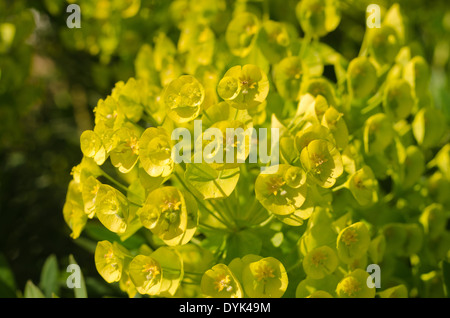 Euforbia mediterraneo insolito dischi floreale delle brattee ad una testa di fiori Foto Stock