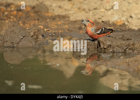 Due banditi (Crossbill Loxia leucoptera) Foto Stock