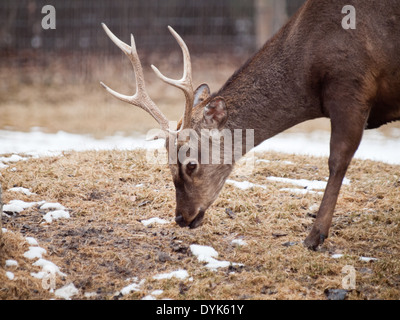 Un maschio di buck Sika cervo (Cervus nippon) in cattività a Saskatoon silvicoltura Farm Park e lo Zoo. Saskatoon, Canada. Foto Stock