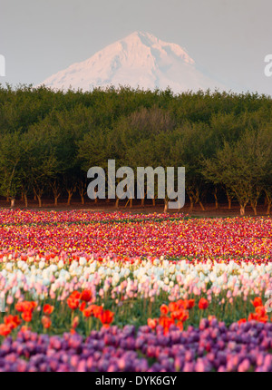 Più colori di tulipani crescere nel campo con Mt. Al di là del cofano Foto Stock