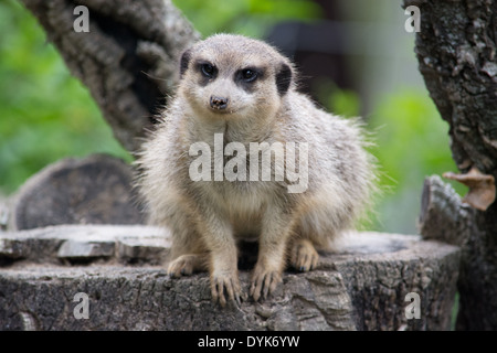 Un meerkat seduto su un tronco di albero Foto Stock