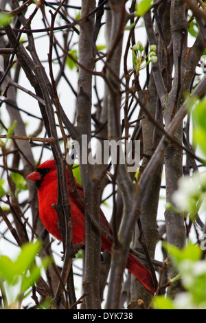 Maschio Cardinale settentrionale in Bradford Pear Tree in primavera Foto Stock