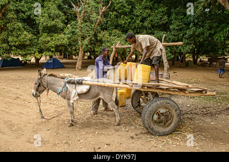 Hamer uomini il caricamento di acqua dal bene su un asino carrello, Turmi nella valle dell'Omo, Etiopia Foto Stock