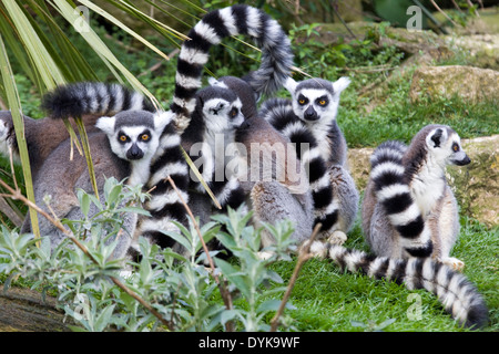 L'anello tailed lemuri Foto Stock