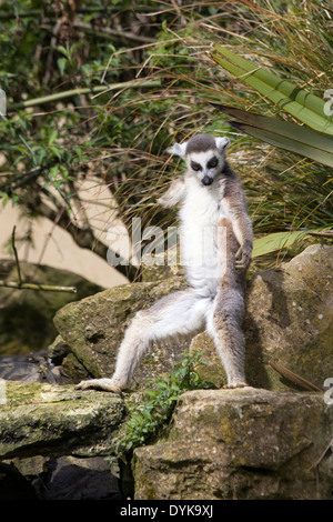 L'anello tailed lemuri Foto Stock