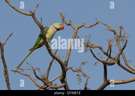 Parrocchetto alessandrino o pappagallo alessandrina (Psittacula eupatria) Foto Stock