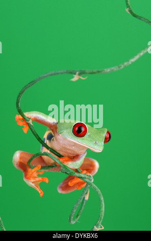 Red-eyed treefrog (Agalychnis callidryas), seduto su un ramoscello Foto Stock