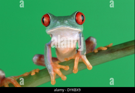 Red-eyed treefrog (Agalychnis callidryas), seduto su un ramoscello Foto Stock
