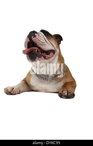 Englische Bulldogge, Canis lupus f. familiaris, Bulldog inglese Foto Stock