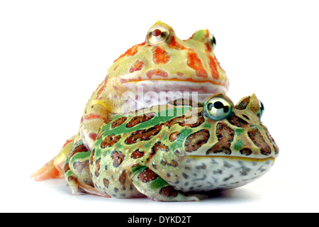 Argentina rana cornuta, pacman frog (Ceratophrys ornata), due individui seduto su un altro. Foto Stock