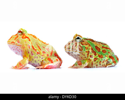 Argentina rana cornuta, pacman frog (Ceratophrys ornata), due individui seduti fianco a fianco. Foto Stock