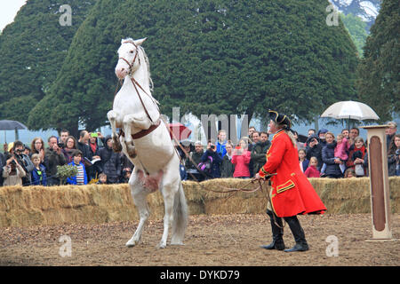 Domenica 20 Aprile 2014. I cavalli bianchi di Hannover eseguire un balletto di cavalli per Re Giorgio I - Gran Bretagna il primo Hanoverian King - come parte del "glorioso Georges' stagione di eventi. Wolfgang Krischke. Hampton Court Palace, East Molesey Surrey, Inghilterra, Regno Unito, Europa. Credito: Ian bottiglia/Alamy Live News Foto Stock
