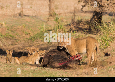 Orgoglio dei Leoni su African Buffalo kill Foto Stock