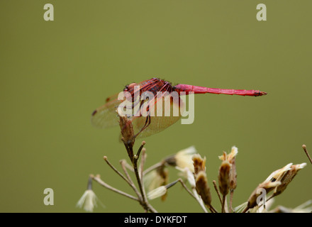 Bel maschio Crimson Marsh Glider dragonfly (Trithemis aurora) nella foresta thailandese Foto Stock