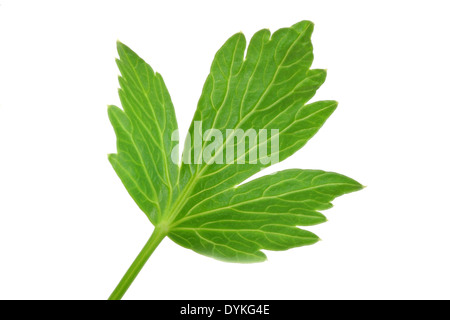 Giardino levistico, vescica seme (Levisticum officinale), unica foglia. Foto Stock