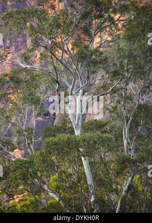 Eucalipto con scarpata di arenaria, Wollemi National Park, New South Wales, Australia Foto Stock