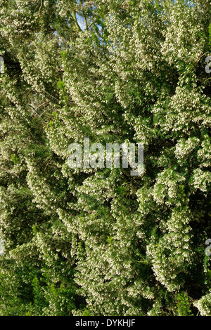 Erica arborea ( Tree Heather ) In Fiore Foto Stock