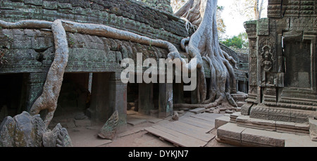 Ta Prohm Temple (Rajavihara), Angkor, Siem Reap, Cambogia Foto Stock