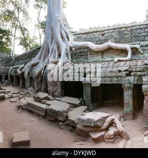 Ta Prohm Temple (Rajavihara), Angkor, Siem Reap, Cambogia Foto Stock