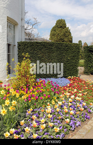 Fiori di Primavera in Pembroke Lodge Il Parco di Richmond Surrey UK Foto Stock