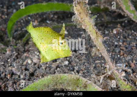 Strapweed Filefish (Pseudomonacanthus macrurus), capretti nascondendo in Strapweed nel Lembeh strait Foto Stock