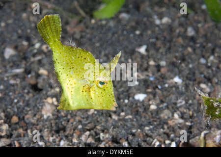 Strapweed Filefish (Pseudomonacanthus macrurus), capretti nascondendo in Strapweed nel Lembeh strait Foto Stock