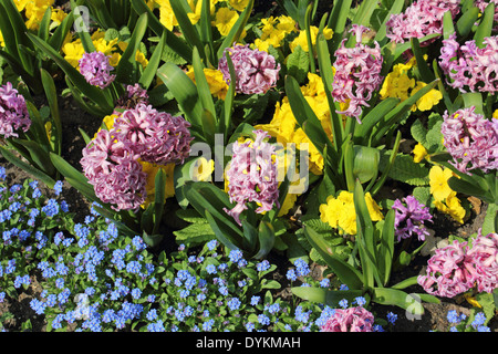 Fiori di Primavera in Pembroke Lodge Il Parco di Richmond Surrey UK Foto Stock