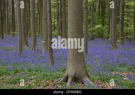 Unione del bosco di faggio con Bluebells, Hallerbos, Halle, Brabante Fiammingo, Fiandre, in Belgio Foto Stock