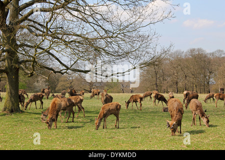 Fiori di Primavera in Pembroke Lodge Il Parco di Richmond Surrey UK Foto Stock