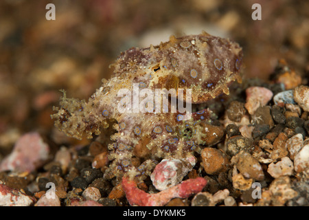 Maggiore Blu-inanellati polpo (Hapalochlaena lunulata), un piccolo ma altamente specie velenosa di polpo Foto Stock