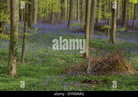 Unione del bosco di faggio con Bluebells, Hallerbos, Halle, Brabante Fiammingo, Fiandre, in Belgio Foto Stock