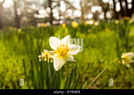 Un selvaggio daffodil fiore sboccia a Botany Bay, Edisto Island, nella Carolina del Sud. Foto Stock